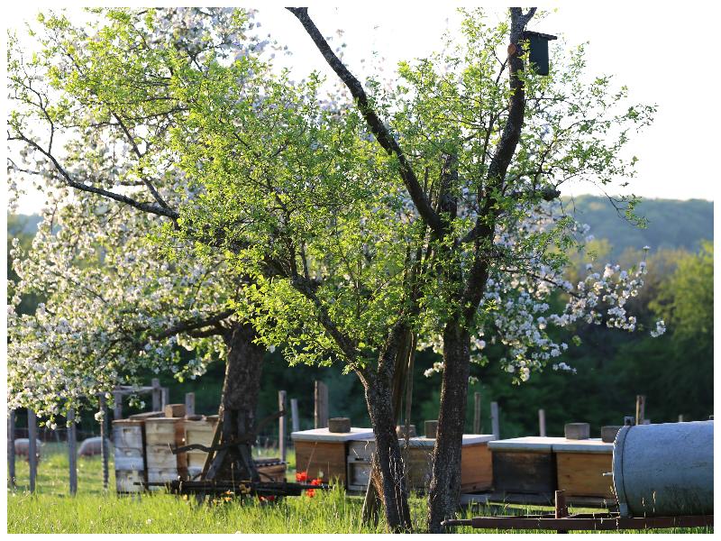 LUCHERT25_Apfel_Biene_Schaf_2020 home